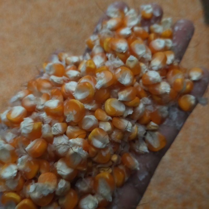 Jagung Pipil untuk pakan ayam