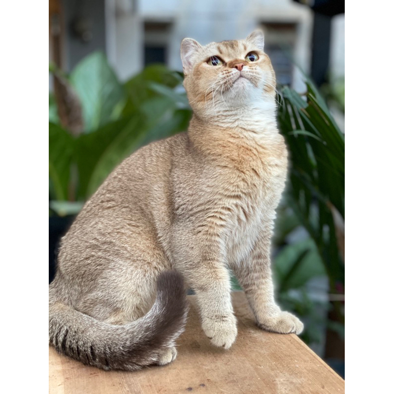 BSH SCOTIS GOLDEN 5 BULAN VAKSIN✅ LINE IMPORT