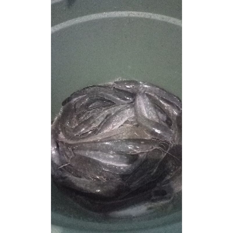 

Kirim Instan - Ikan Lele Hidup/Fresh