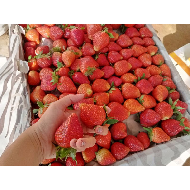 

STRAWBERRY JUMBO 1KG