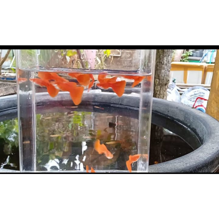 Guppy Albino Full Red ( AFR ) Sepasang guppy AFR Siap brolll ~ Hiasan Aquariumm