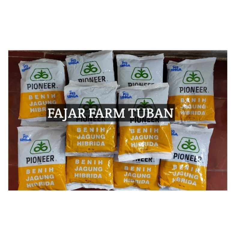 Benih Jagung Hibrida P32 Singa 1Kg