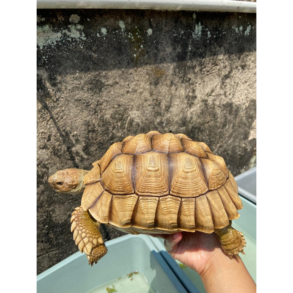sulcata 20cm thinline cerah