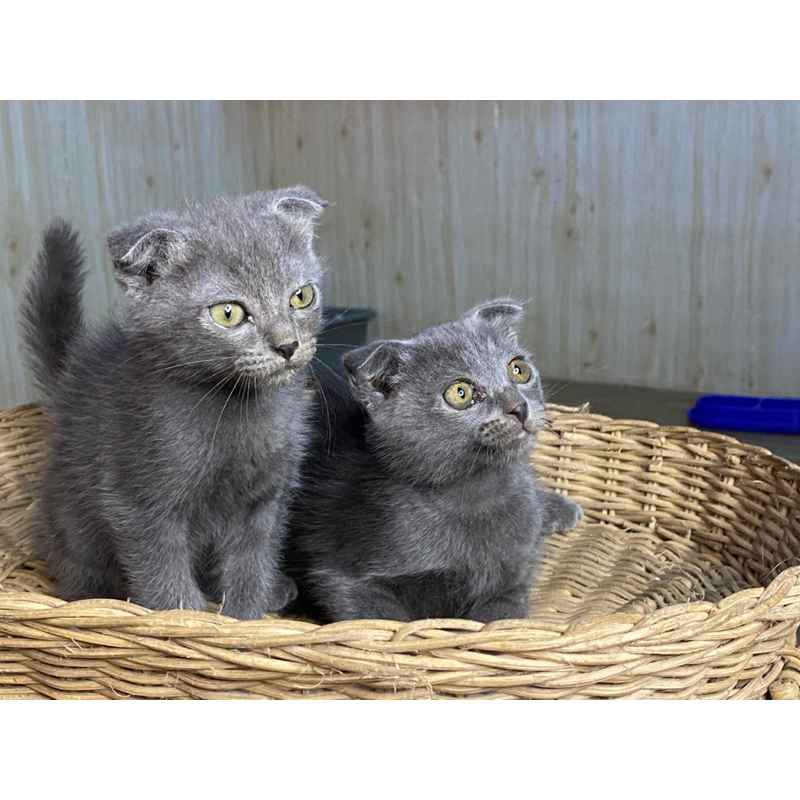 SCOTIS FOLD (KANAN JNTAN KIRI CEWEK )