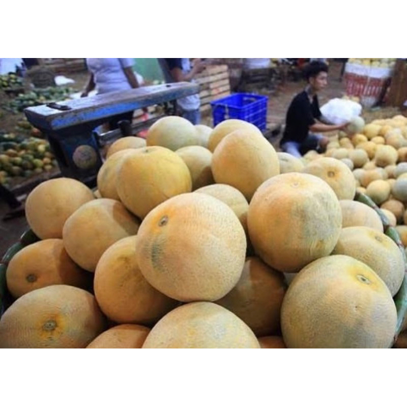 

melon madu 1buah