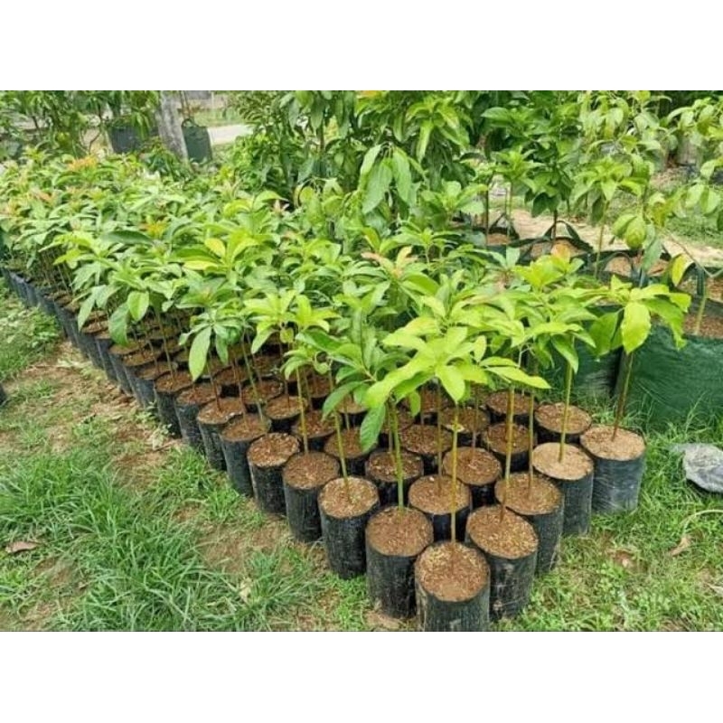 Bibit Seedling Alpukat Batang Bawah Sambung Pucuk