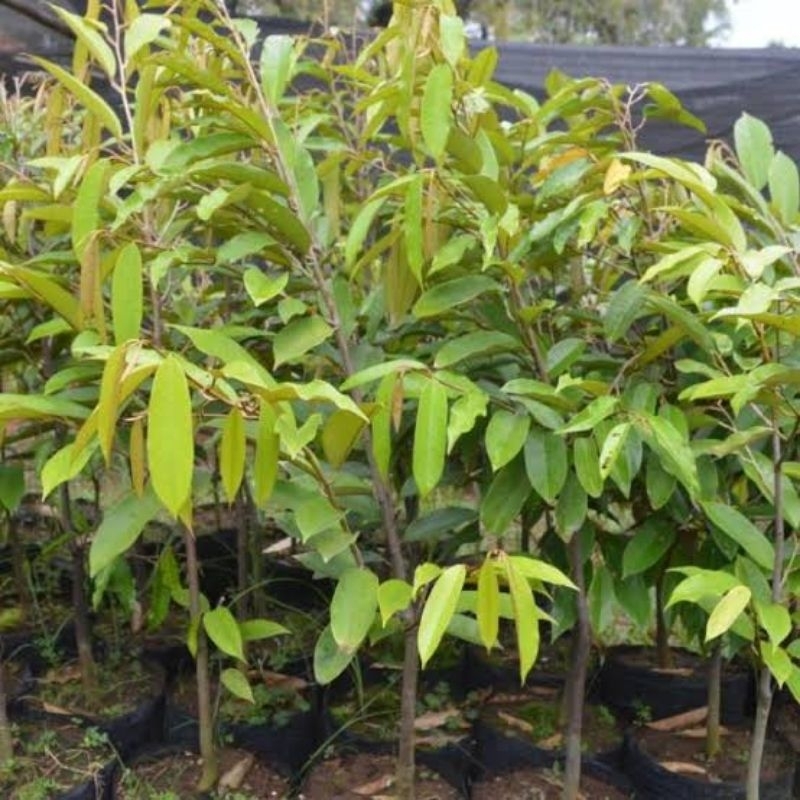 Bibit Premium Durian Musang King Original