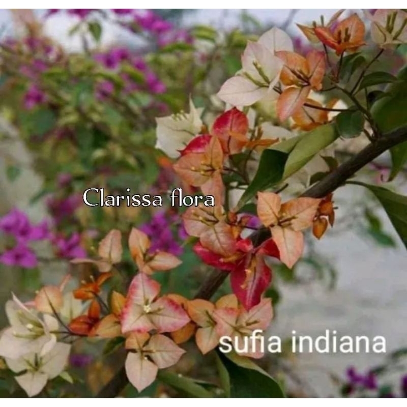 TANAMAN HIAS BOUGENVILLE SUFIA INDIANA