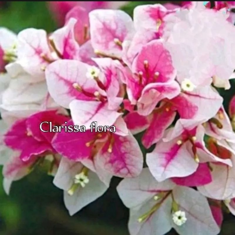 READY  TANAMAN HIAS BOUGENVILLE SAKURA ICE CREAM BUNGA KERTAS