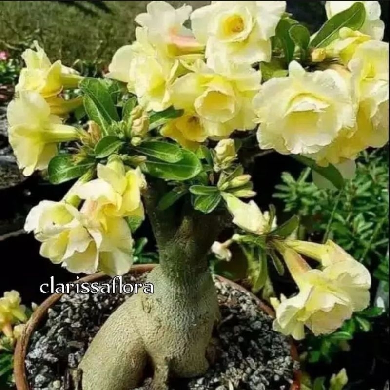 TANAMAN HIAS ADENIUM BUNGA TUMPUK // KUNING