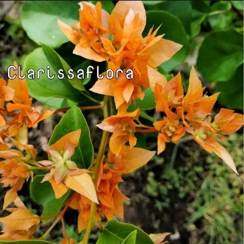 ( BISA COD ) promo tanaman hias Bougenville Hawai orange