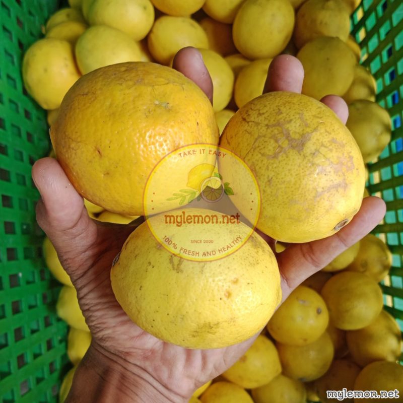 

Lemon California Sisa Sortir 1 Kg | Banyak Air | Infused Water [MYLEMON.NET]