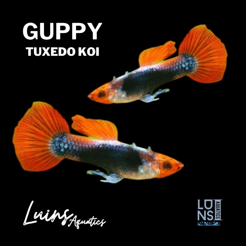 Hiasan Aquarium Ikan Guppy Tuxedo Koi Jantan Betina Sepasang Male Female Juve Remaja Indukan