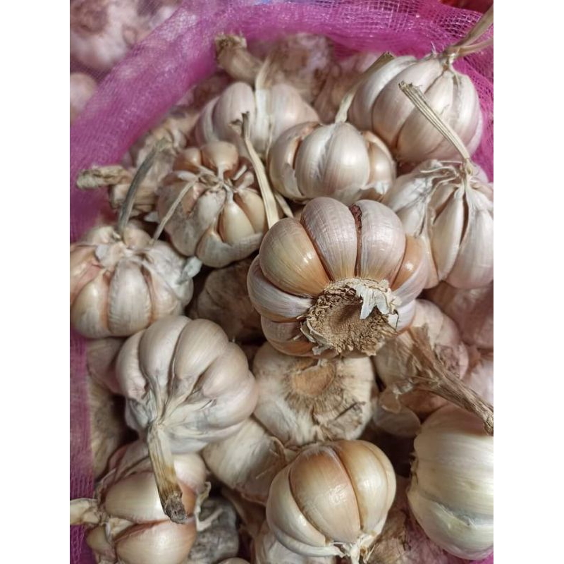 

Bawang putih