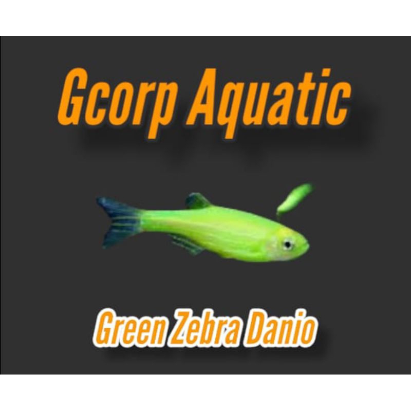 Hiasan Aquarium Green Zebra Danio (Aquascape)