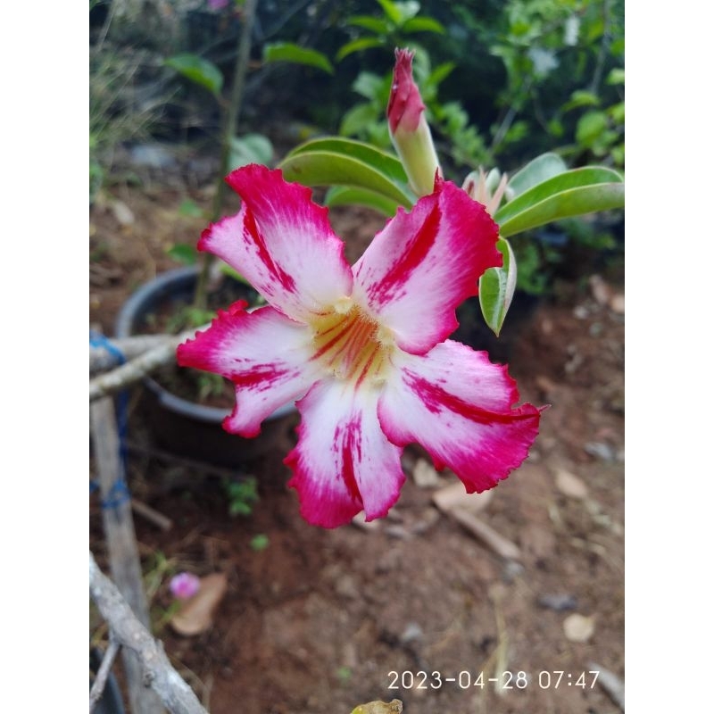 Promo Benih biji Adenium kamboja warna mix