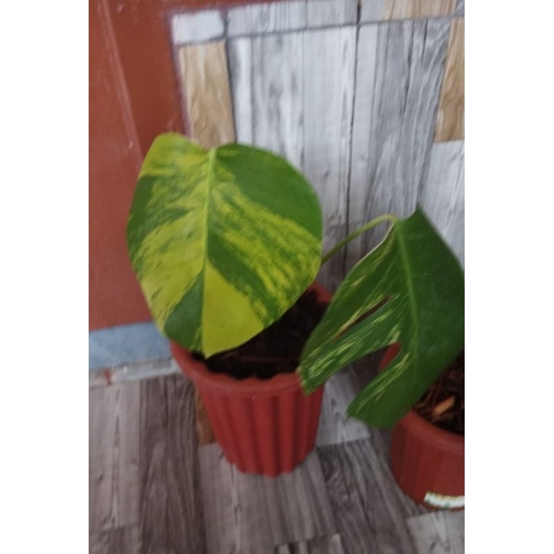 monstera marmorata