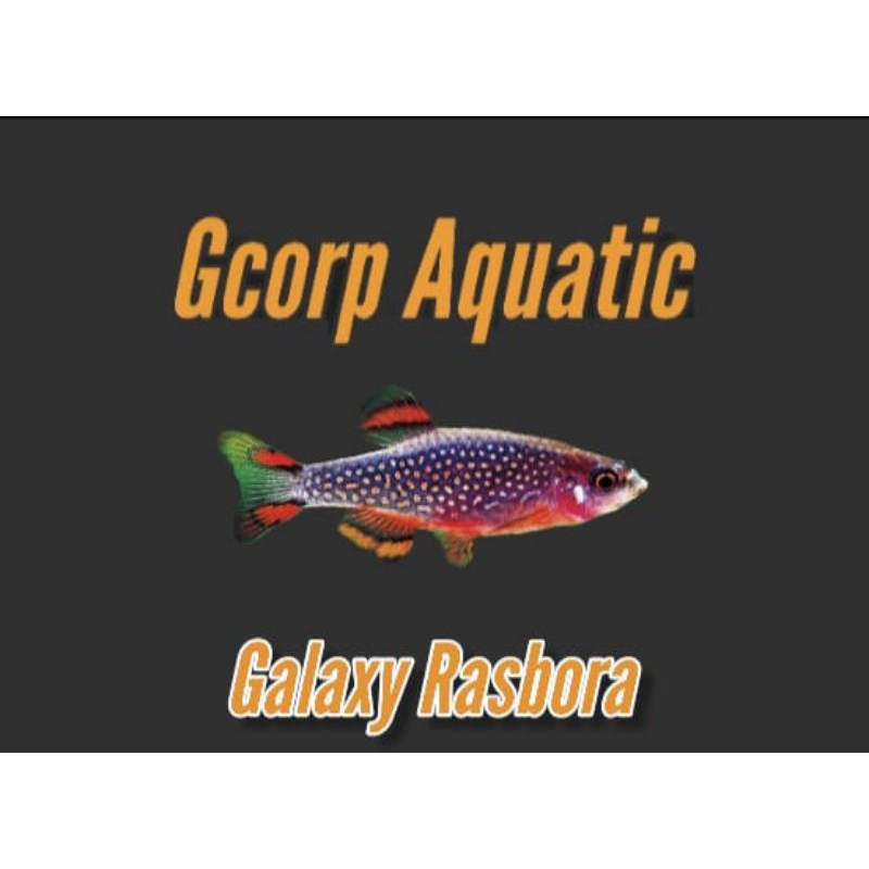 Hiasan Aquarium Galaxy Rasbora (Aquascape)