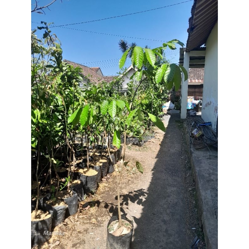 bibit duku lokong/duku tanpa biji