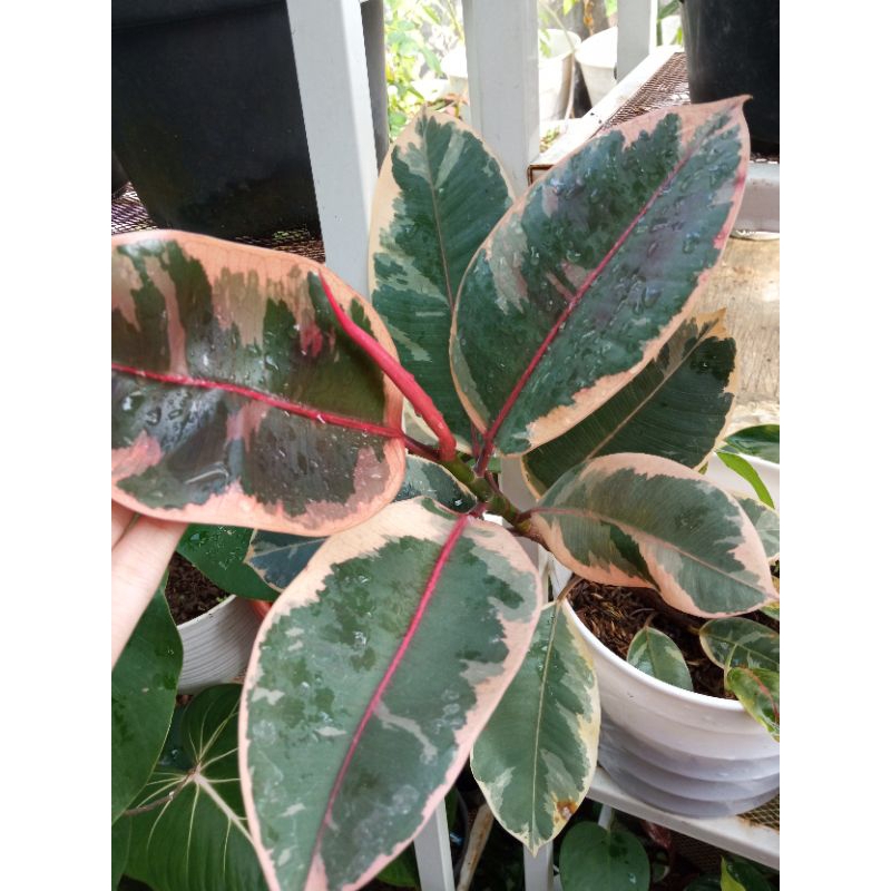 ficus elastica ruby varigata