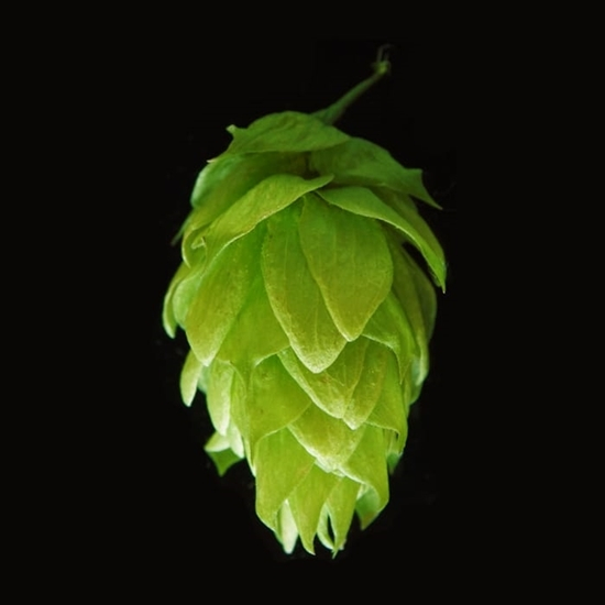 

Imatton Aroma BayWA AG German hops Hersbrucker beer brew