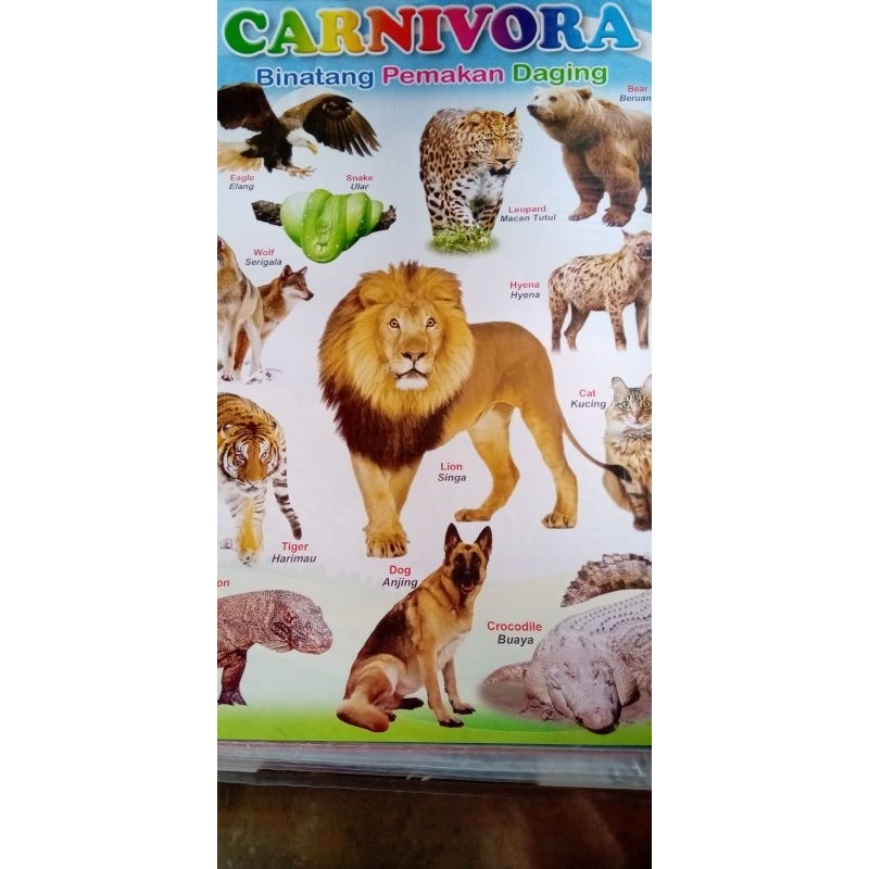 

Poster Carnivora Hewan Pemakan Daging