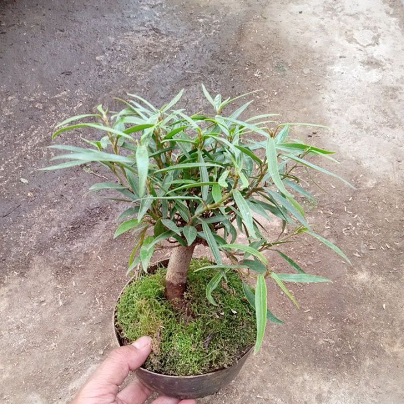 bonsai bahan bibitan beringin atau ficus california