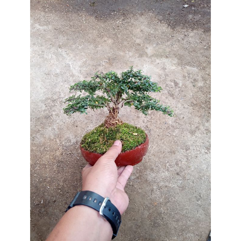 bonsai serissa poetida atau seribu bintang bunga putih