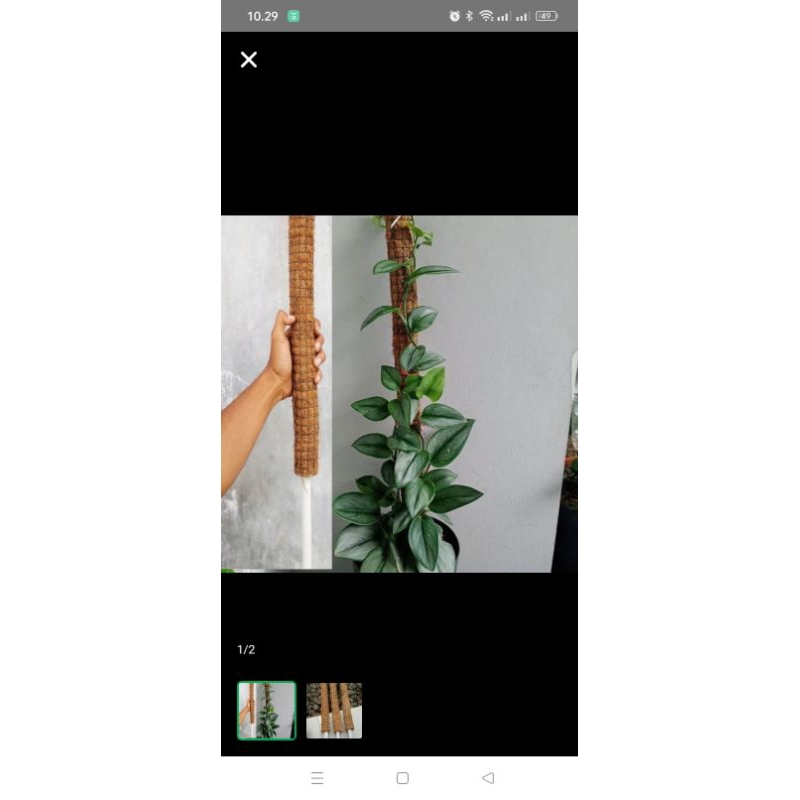Turus Rambat Penyanggah Tanaman 1 Meter