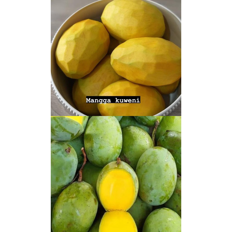 

MANGGA KUWENI KUENI SEGAR 500gr
