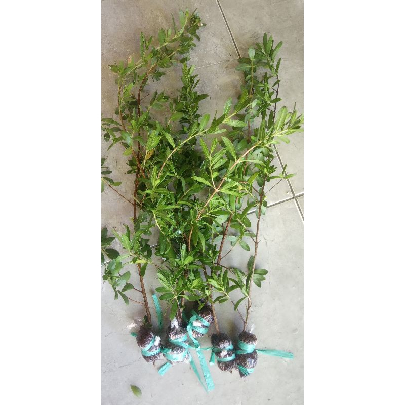 paket 5 Bibit santigi 30-45cm bonus biji santigi