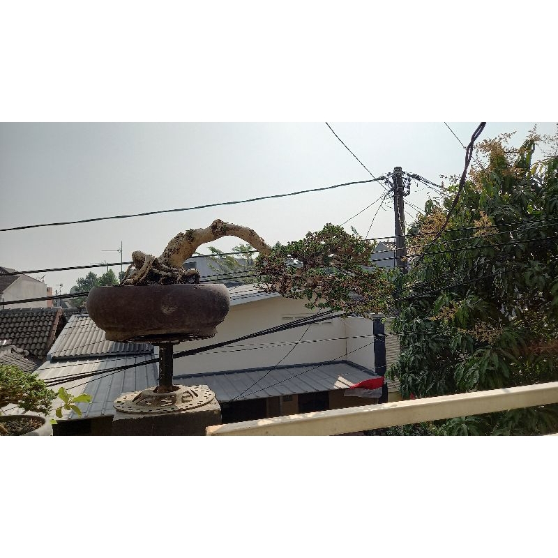 bonsai sancang cascade