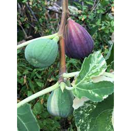 Bibit Buah Tin Jolly Tiger Varigata JTV