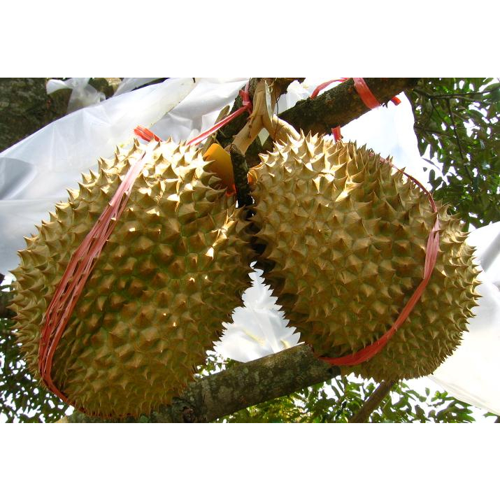 bibit durian montong okulasi