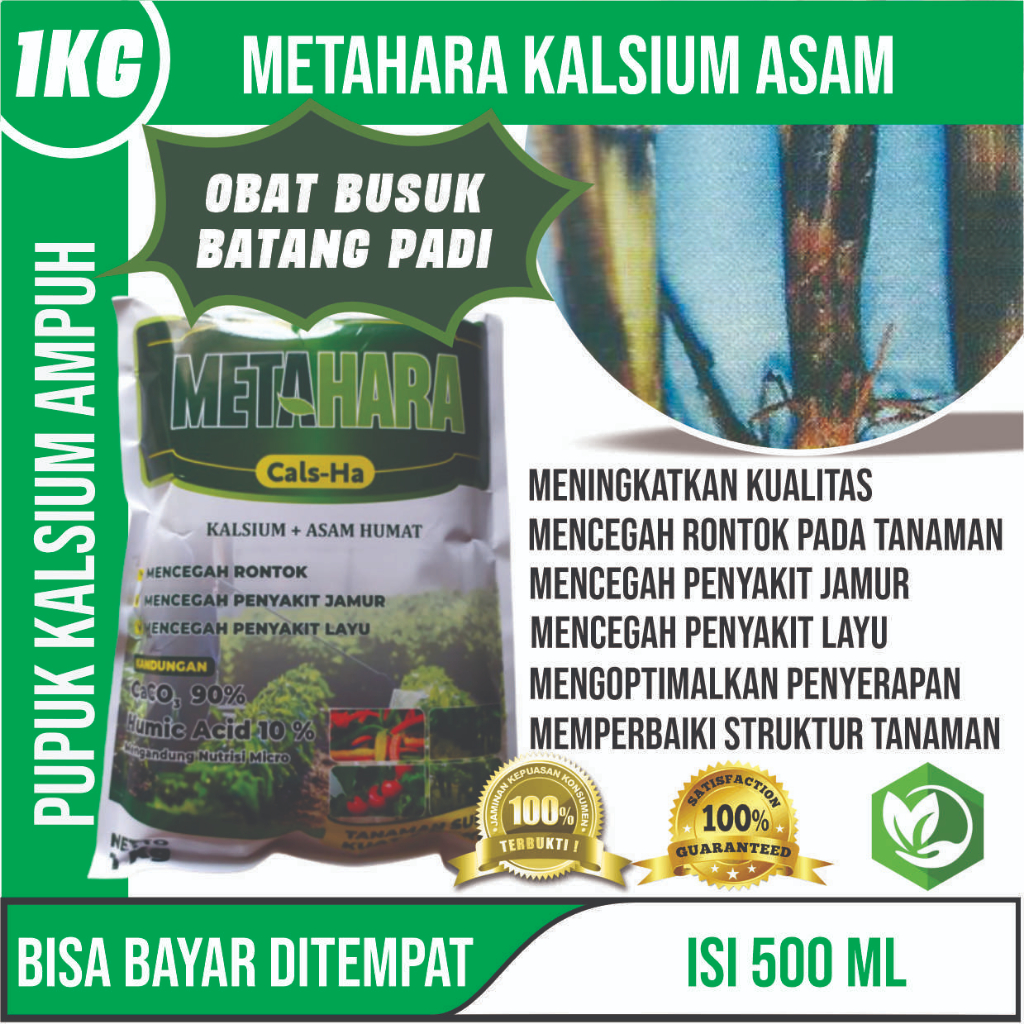 MURAH isi 1 Kg untuk Cegah Kerdil dan Hawar Tanaman Padi - Pupuk Serbuk dan Semprot Padi terbaik - P