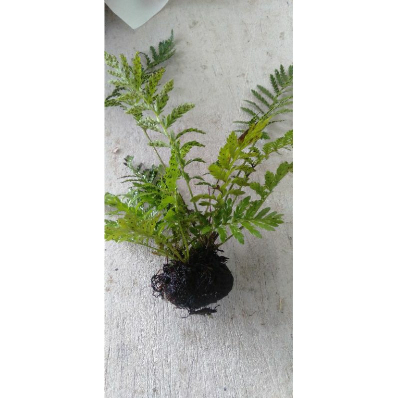 Pakis Rujug Tanaman Aquascape Media Wabikusa