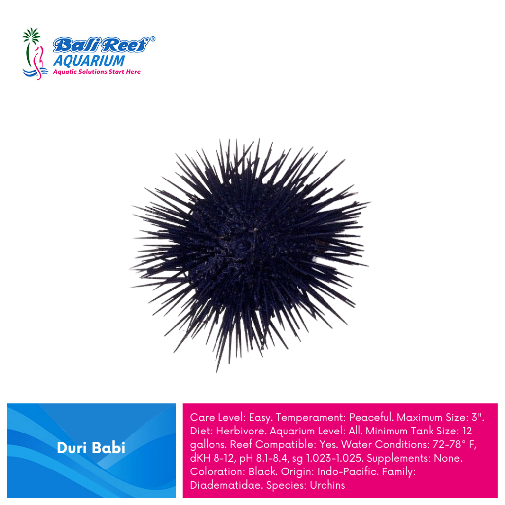 Ikan Hias Aquarium Air Laut Duri Babi