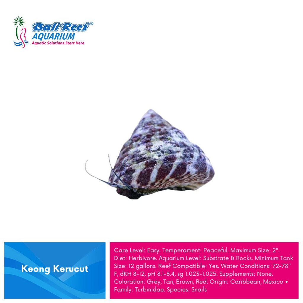 Keong Pembersih Aquarium Keong Air Laut Keong Kerucut Turbo Snail