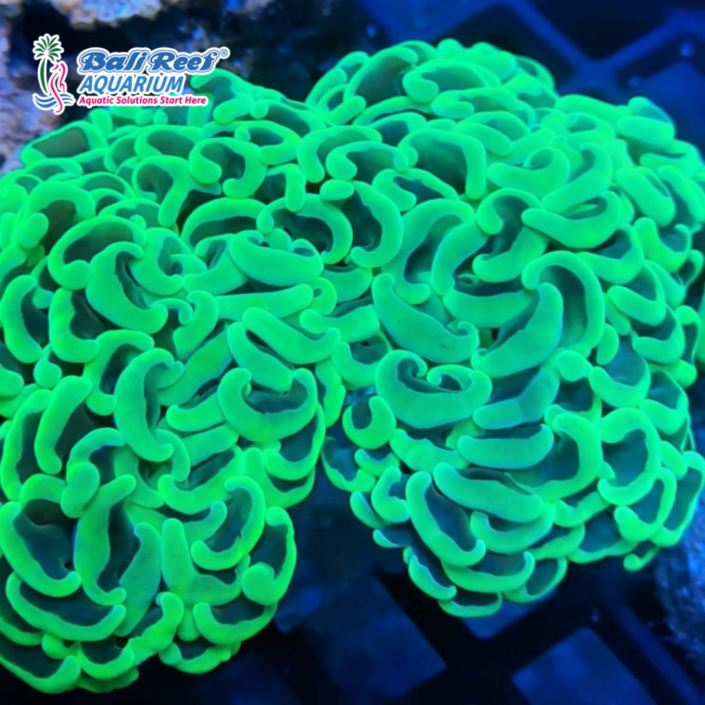 Coral Hiasan Aquarium Coral Hidup Siwalan Ijo Metalik Hammer Coral
