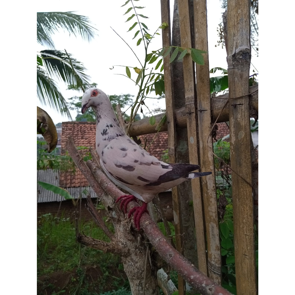 Patung merpati pos / merpati putih grizzle