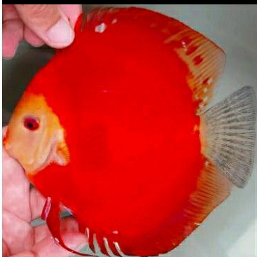 Ikan Discus Red Marlboro Size 4,5" Female