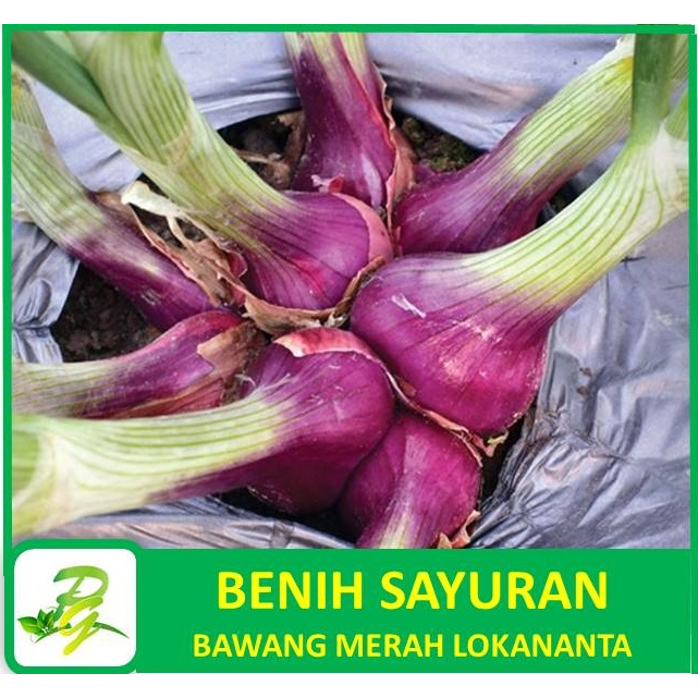 PEERINA BENIH BAWANG MERAH - Benih Bibit Biji Bawang Merah Lokananta