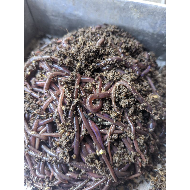 Cacing tanah lumbricus cacing merah anc (asli alam) mix