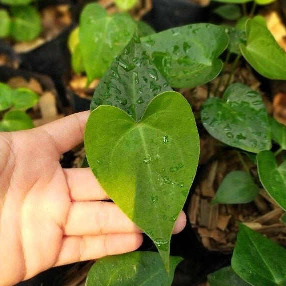 anthurium pterodactyl