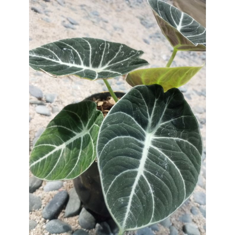ALOCASIA NINJA