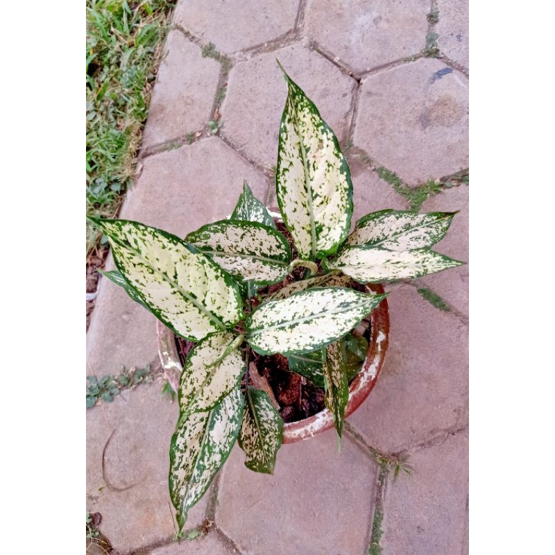 aglaonema snowwhite aglaonema snow white