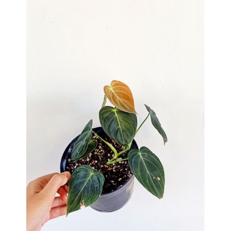 philodendron melanochrysum