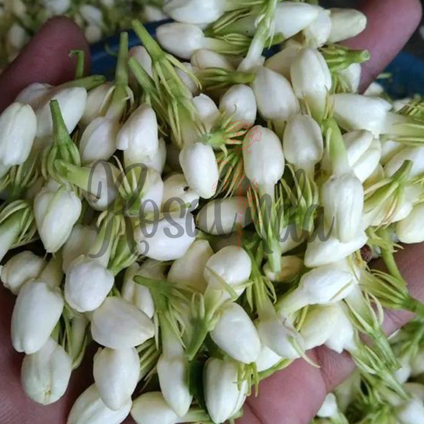 Bunga Melati Tabur / Melati Kantong / Bunga Potong Segar