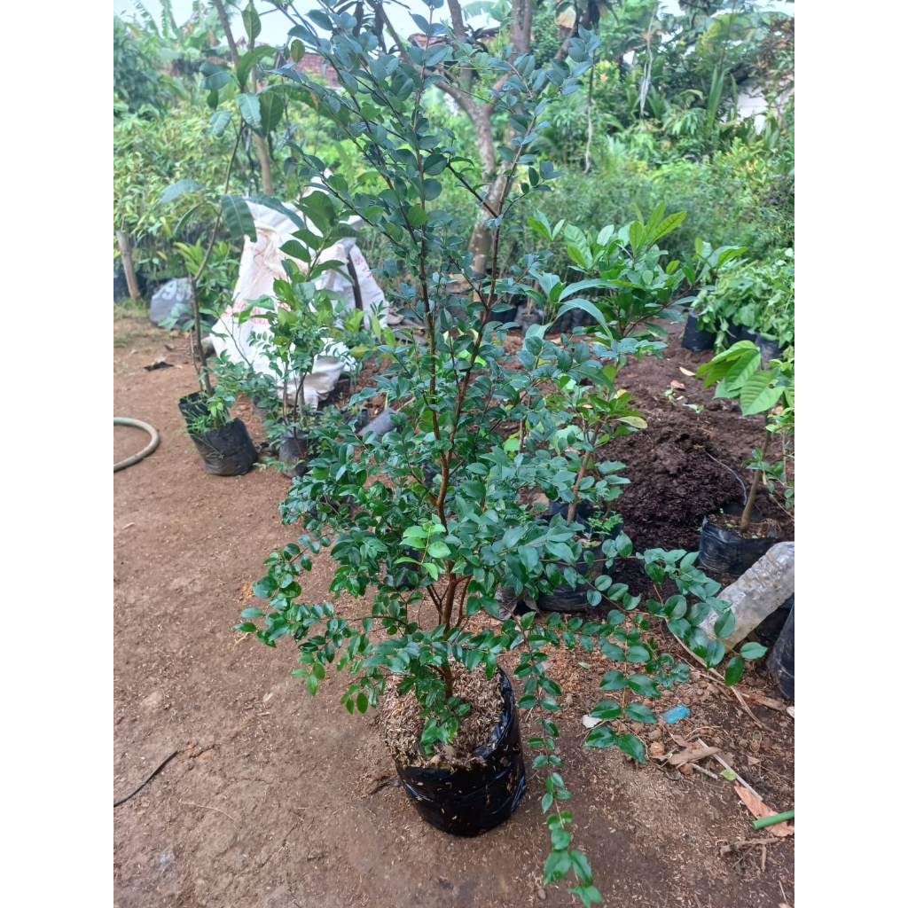 Shopritz Bibit Anggur Brazil (1 Meter Up Rimbun Bercabang)