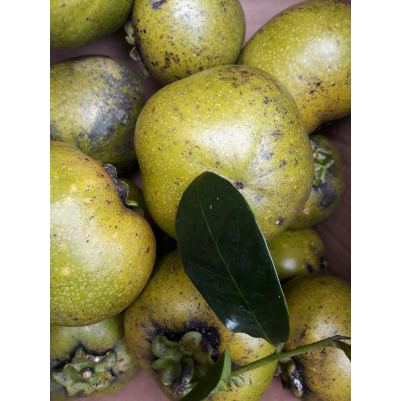 

blacksapote/sawohitam